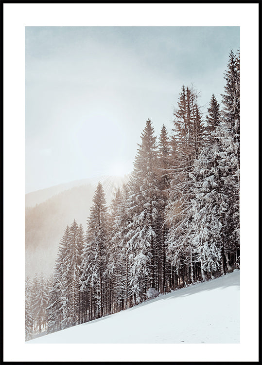 Snow Covered Trees Poster