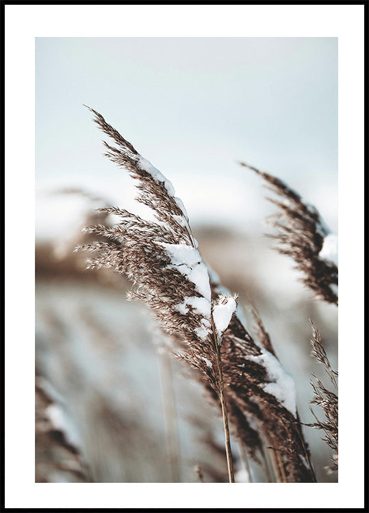 Winter Reed Poster