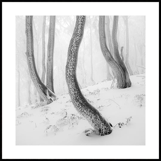 Frozen Forest Poster