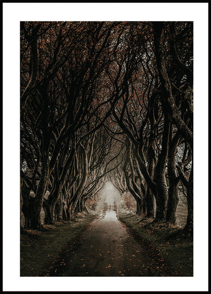 Road Through The Dark Hedges Poster