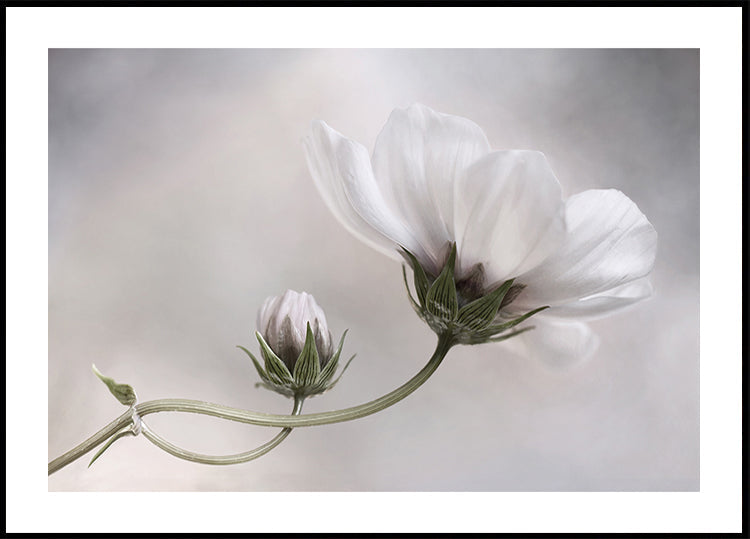 Simply Cosmos