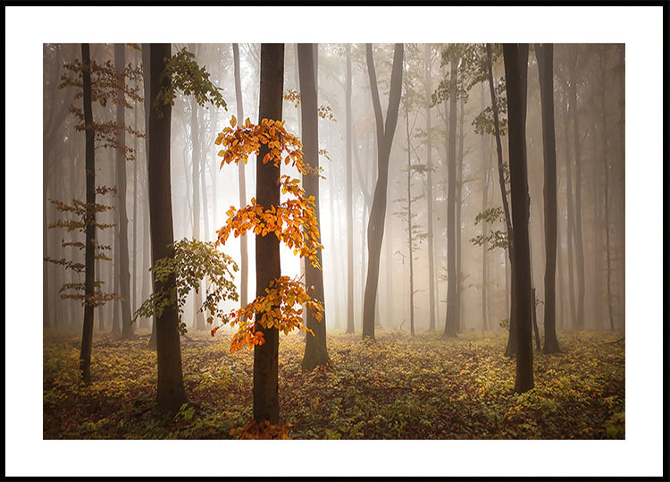In November Light