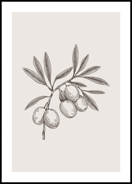 Olive Branch Vintage Botanical Poster