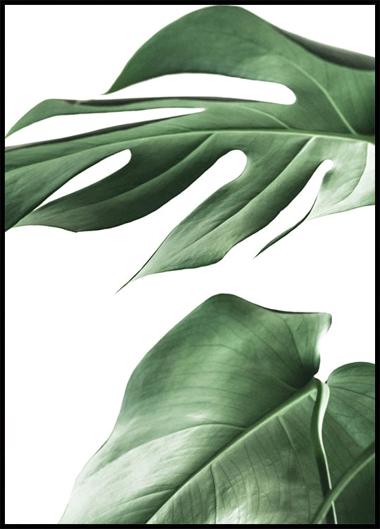 Monstera Leaves Poster