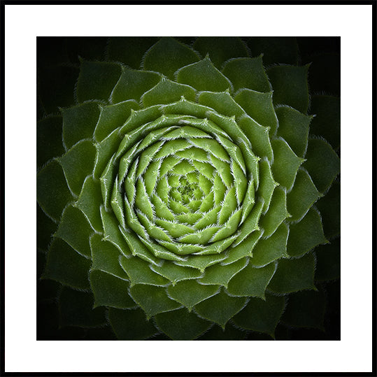 Succulent Poster