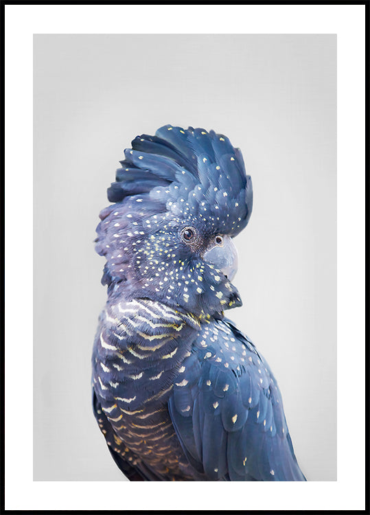 Black Cockatoo