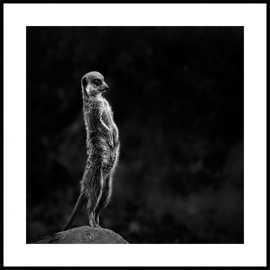 The meerkat Poster
