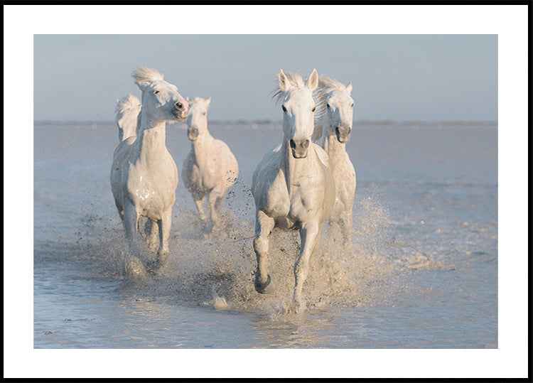 horses Poster