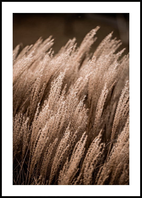 Grass 16