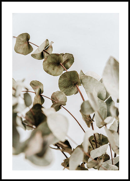 Eucalyptus Poster