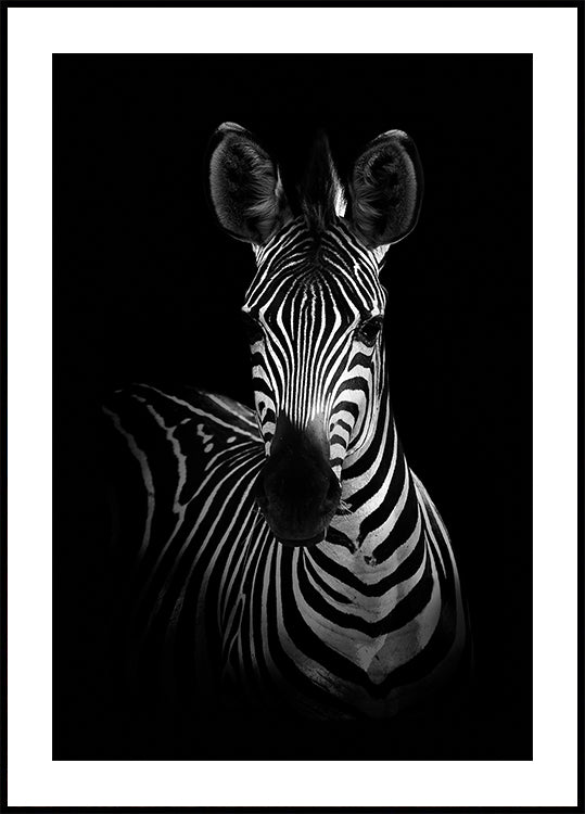 The Zebra