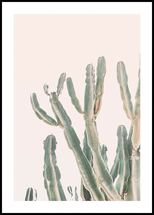 Sunrise Cactus