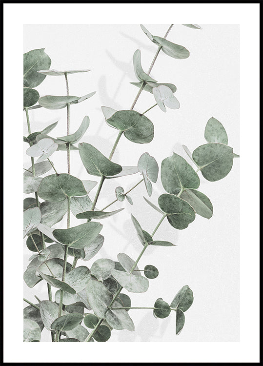 Eucalyptus_003  Poster