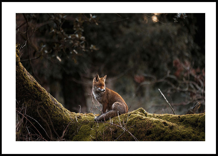 Fox in The Forest Poster