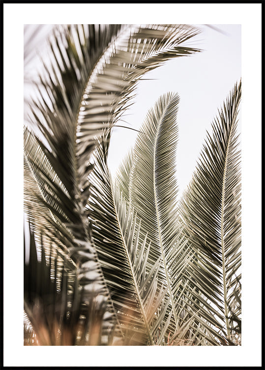 Whispers of Palms