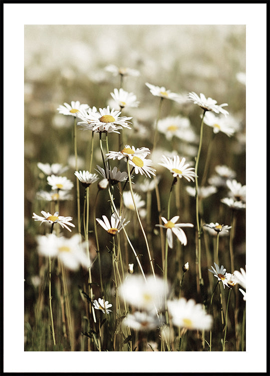 Field Of Daisies Poster