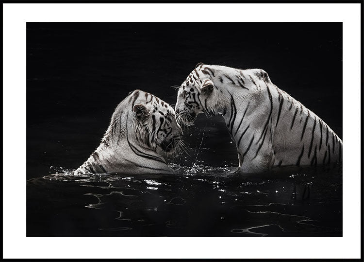 White Tigers in The Water Poster