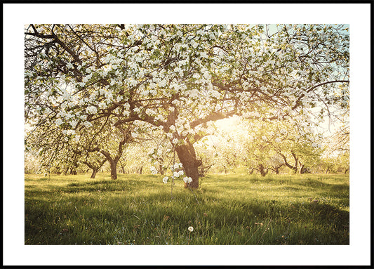 Blooming Cherry Orchard Poster