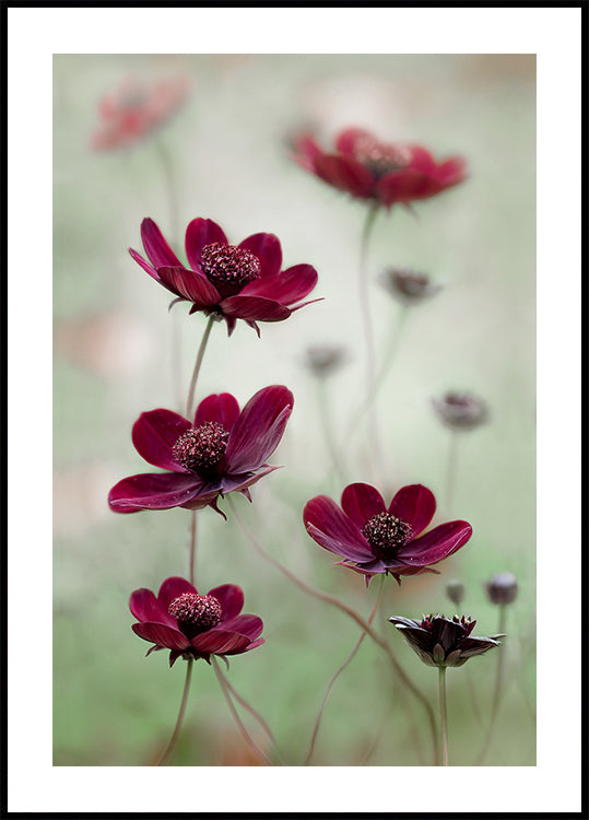 Cosmos sway