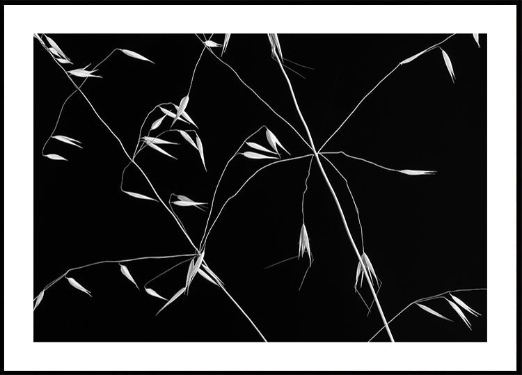 Crossed Lines