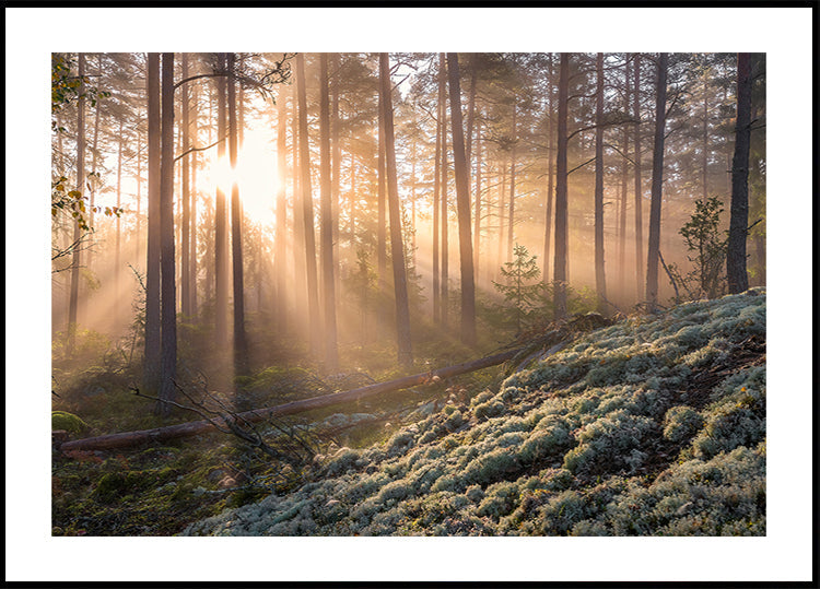 Fog in the forest with white moss in the forground Poster
