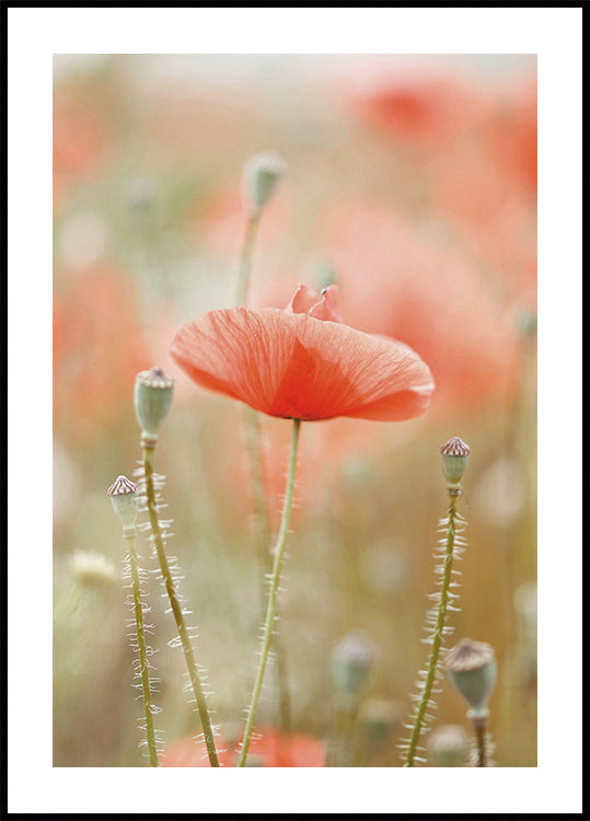 Field of Poppies Poster