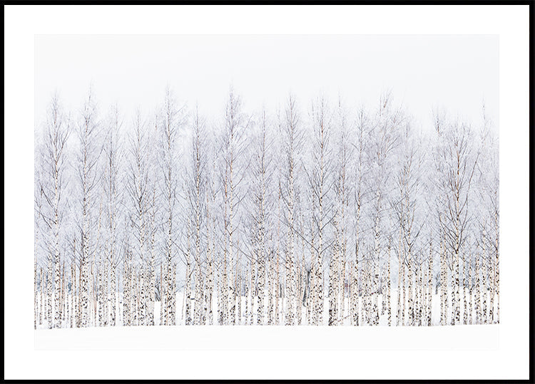 Winter birches Poster