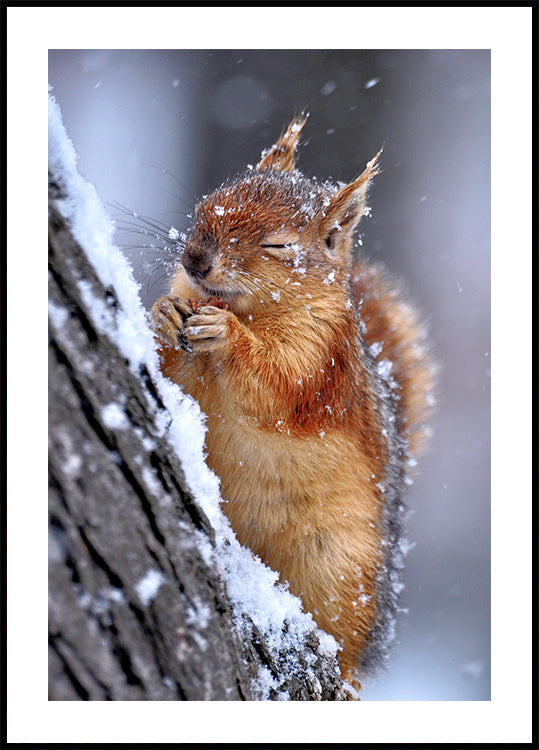 winter  Poster