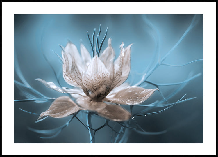 *Nigella* Poster