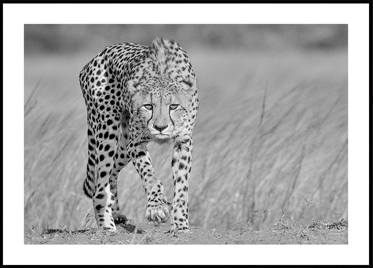 Focused predator