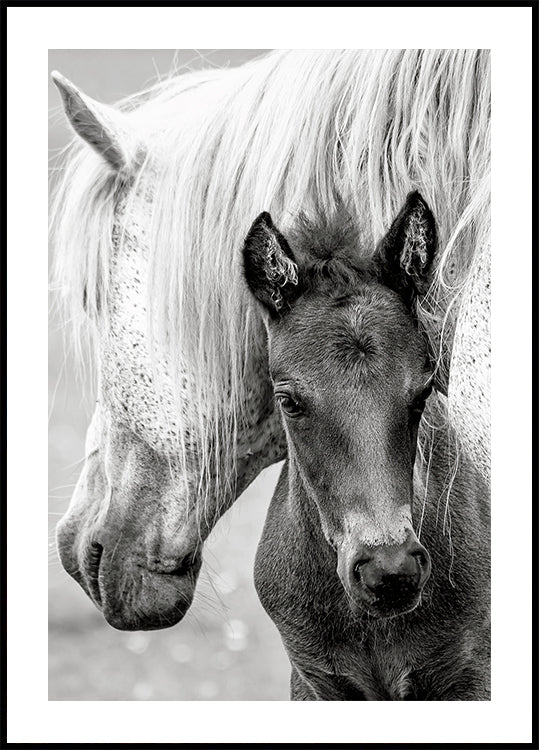 The Foal Poster