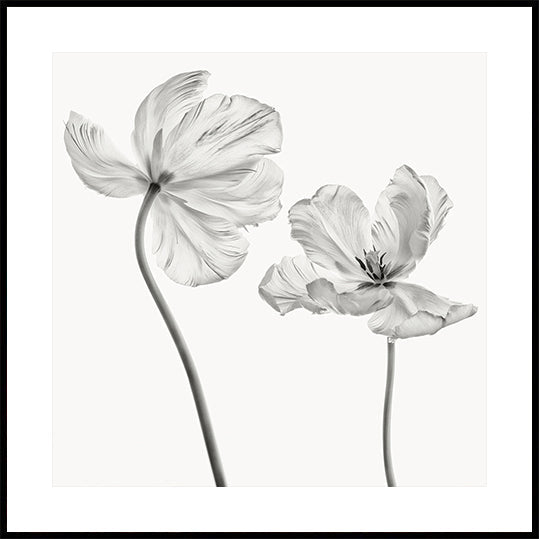 Same tulip Poster