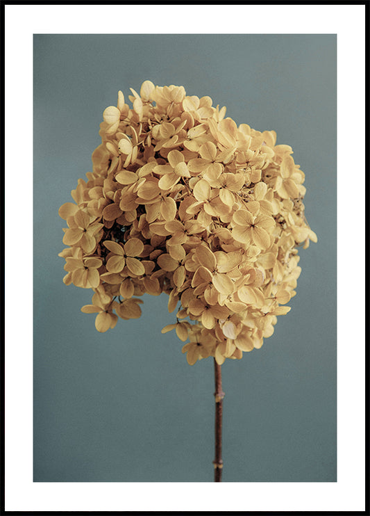 Yellow Hydrangea Poster