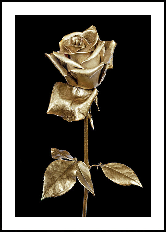 Golden Rose Art Poster