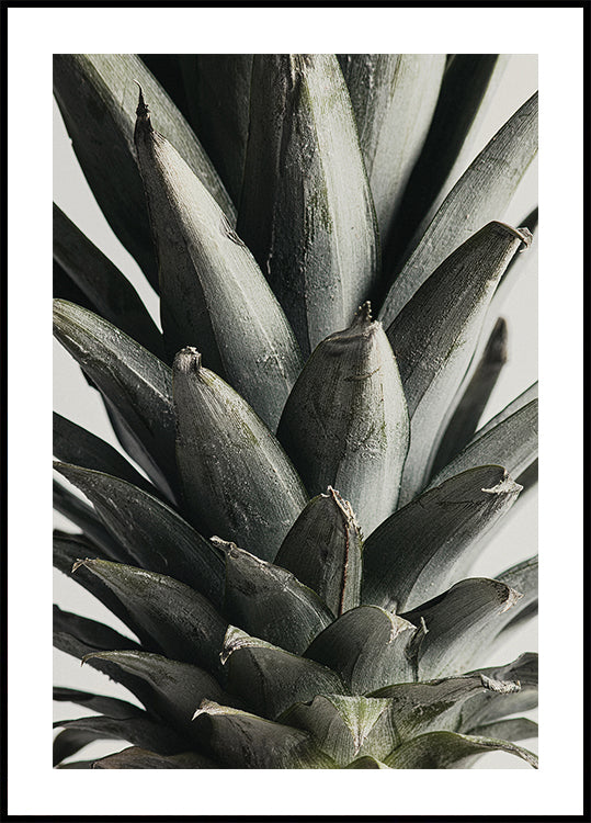 Pineapple close up Poster
