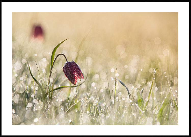 Morningdew