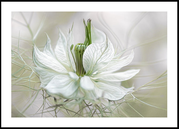 Nigella