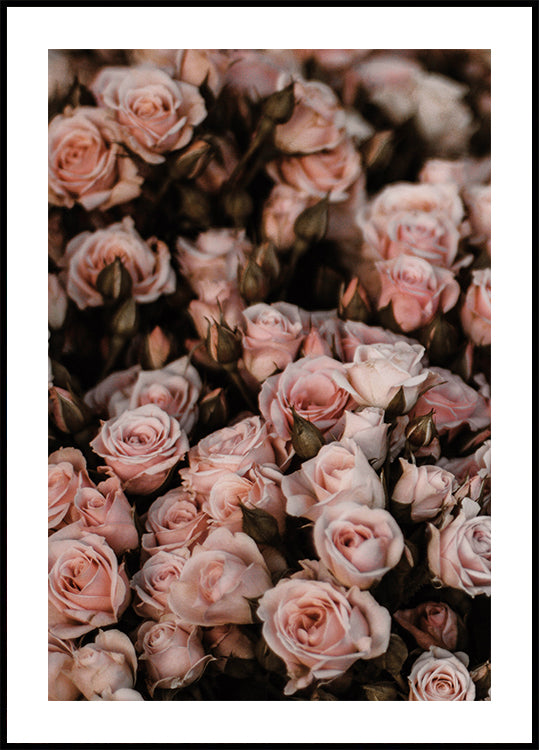 Blush Pink Roses Poster