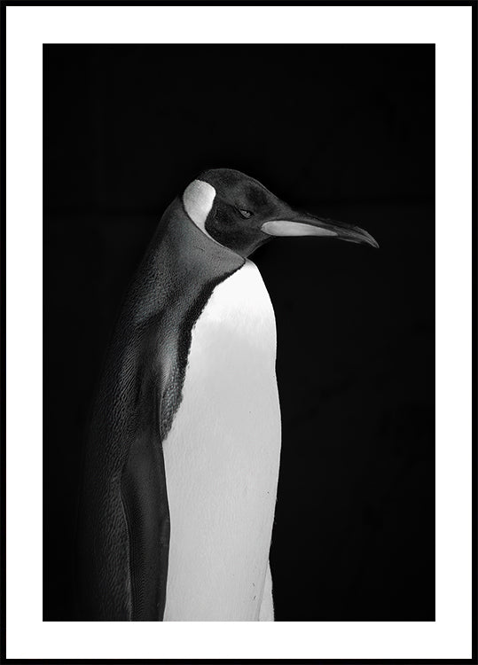 Mr. Penguin Poster