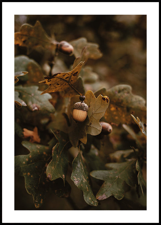 Autumn Leaves and Acorns Poster