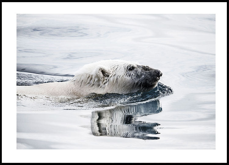 Polar Bear Swimming Poster