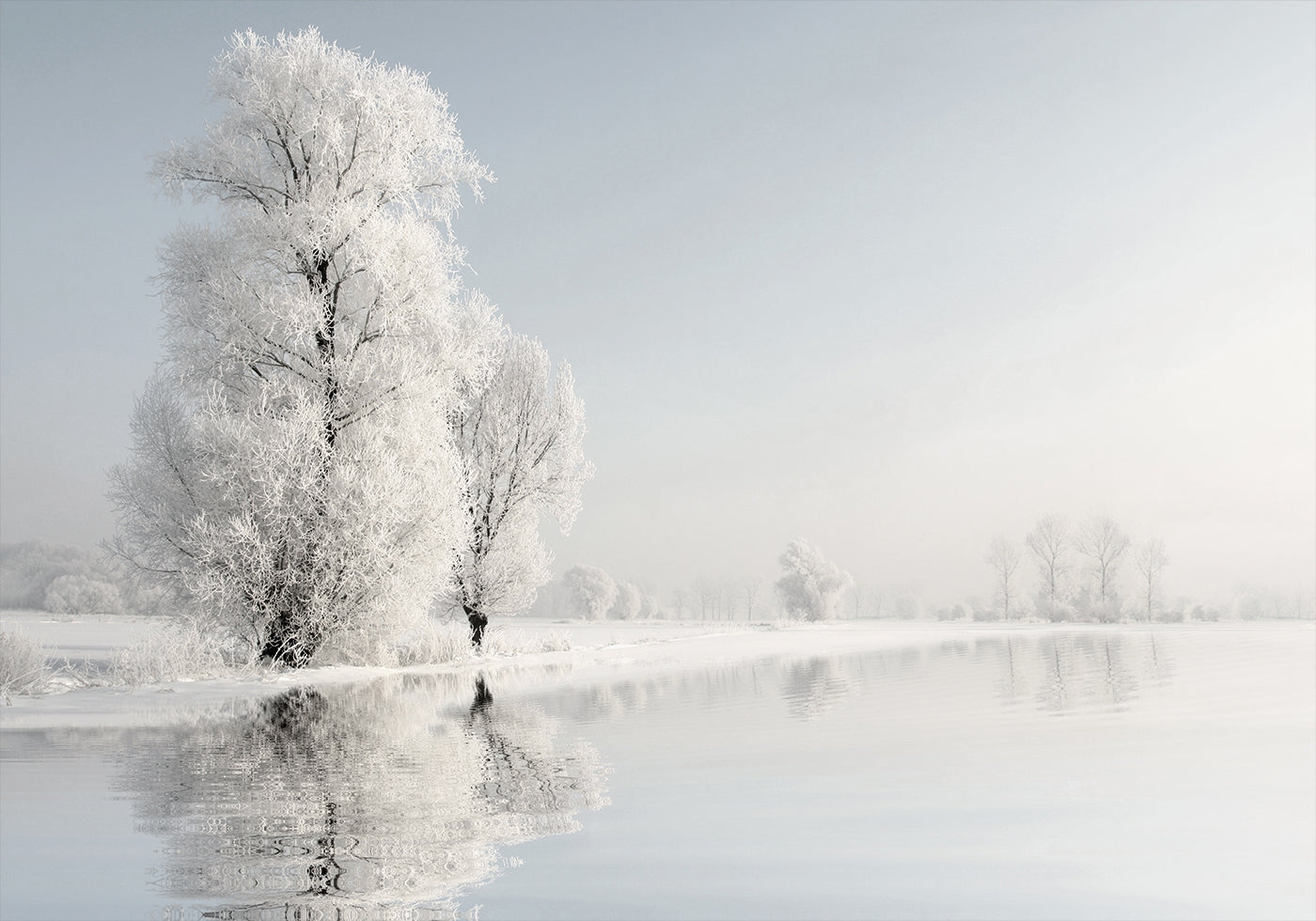 Frosty Winter Tree №2 Poster