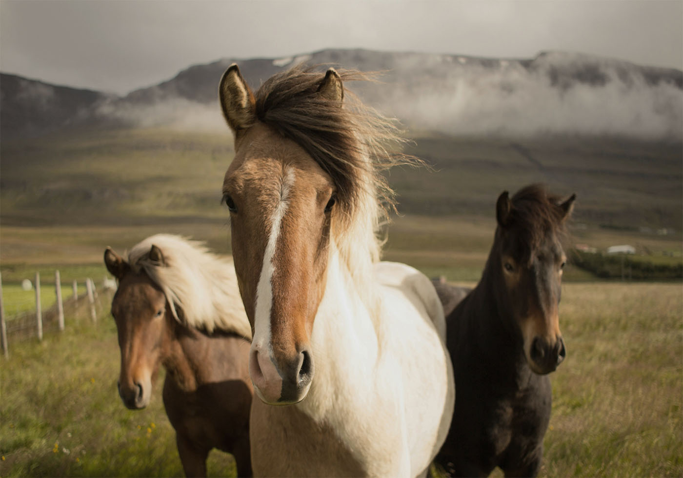 Graceful Horses Poster