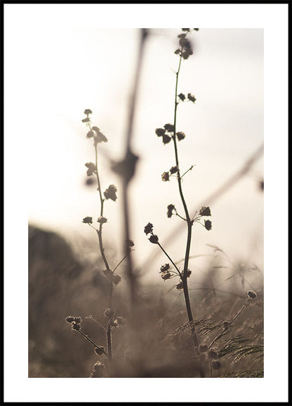 Grass Flower Poster