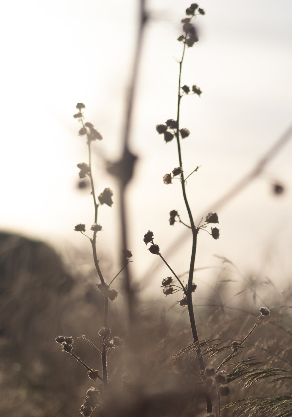 Grass Flower Poster