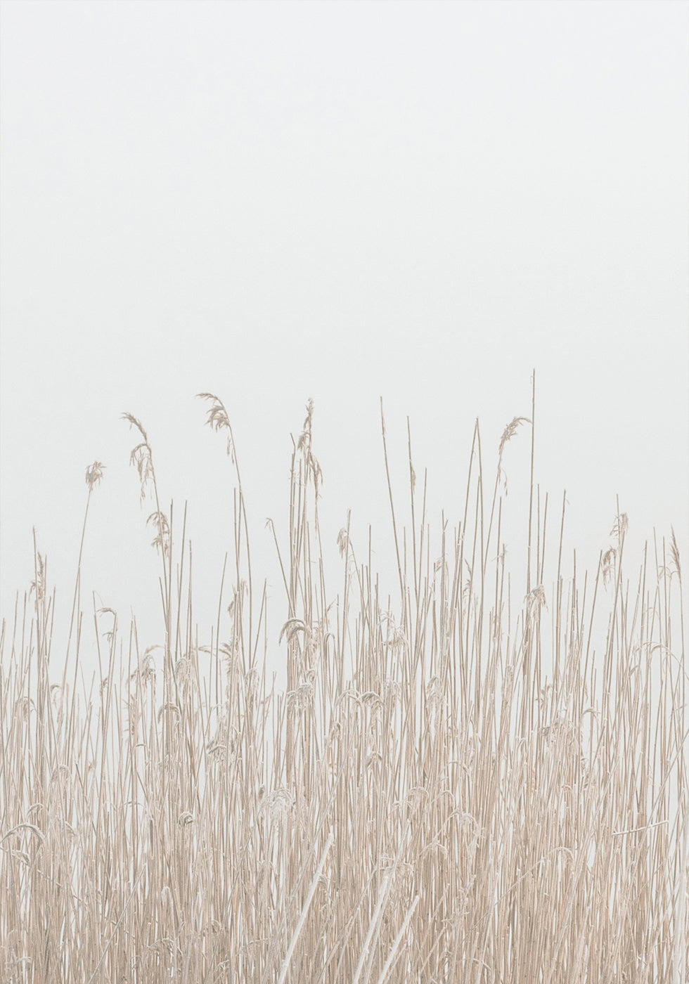 Grass In Fog Poster