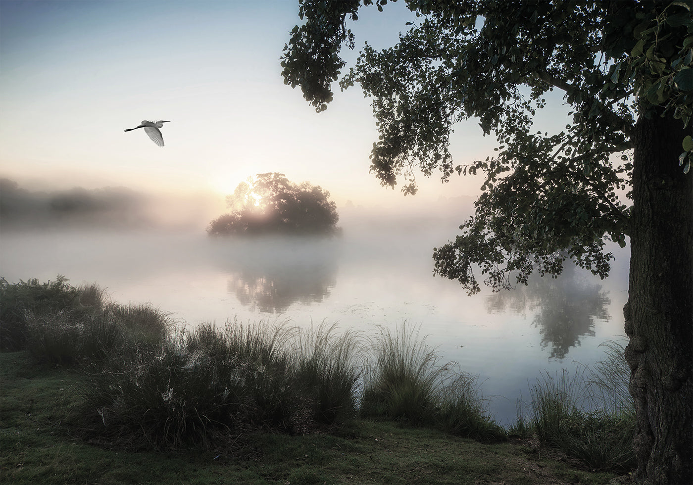 Heron Flying Over a Foggy Lake Poster