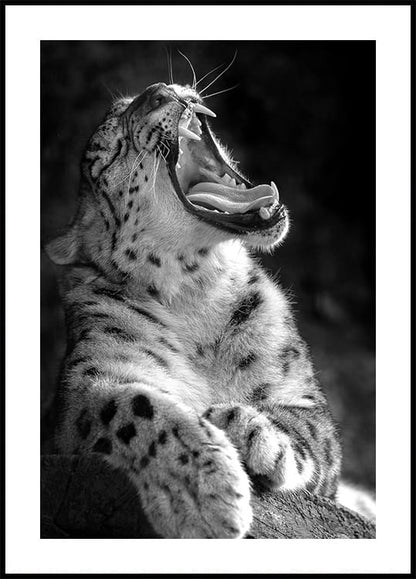 Majestic Leopard Roar Poster