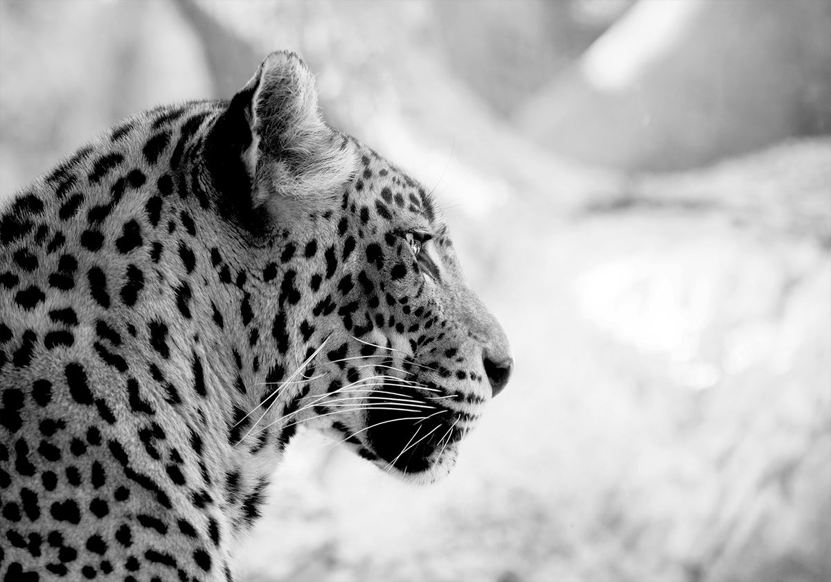 Leopard in Profile, Black & White Poster