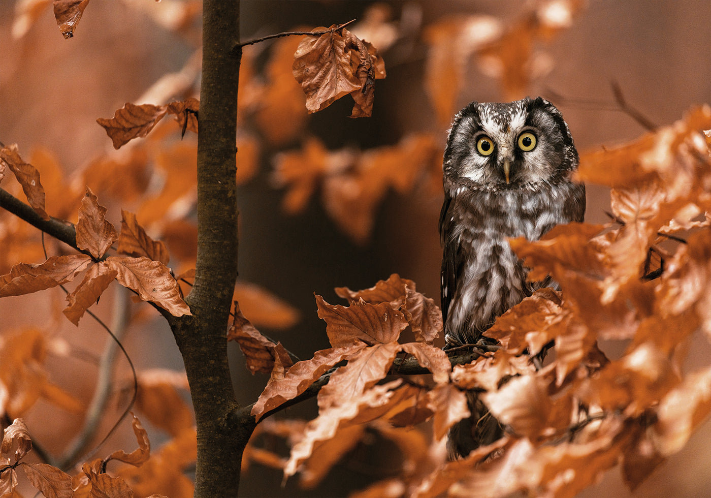 Owl Among Autumn Leaves Poster